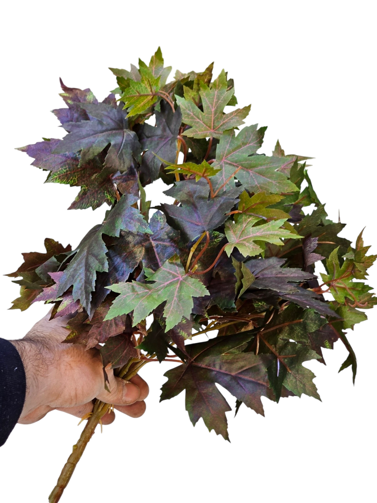 أوراق هيدرا