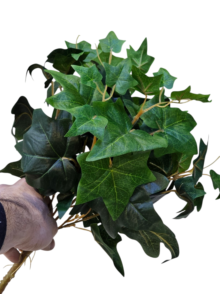 گەڵاکانی هایدرا