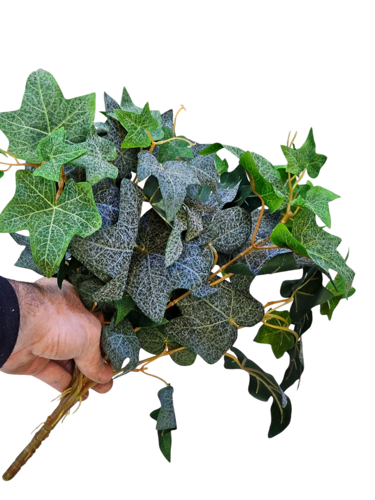 گەڵاکانی هایدرا