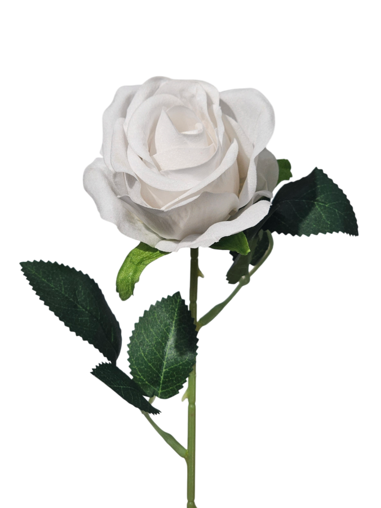 singular white rose