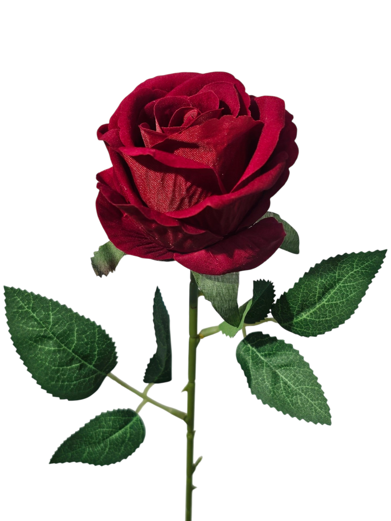 singular red rose