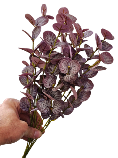 Eucalyptus