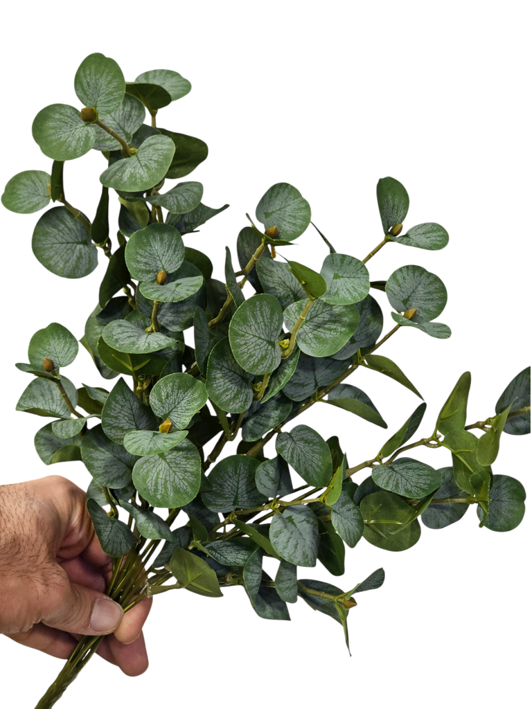 یوکالیپتوس