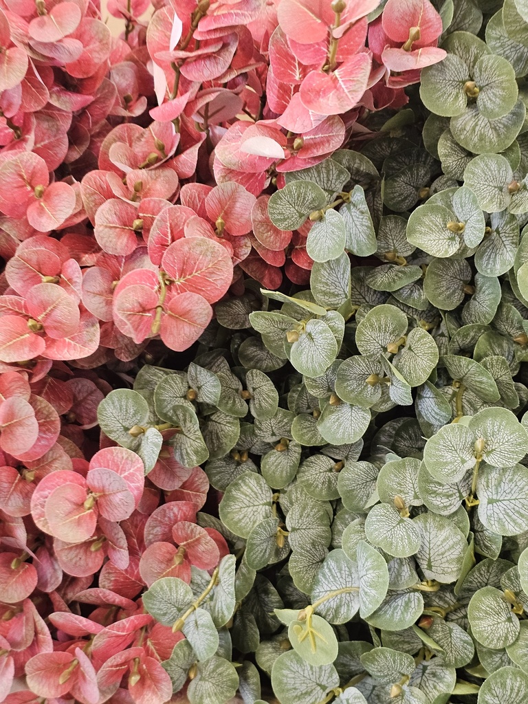 یوکالیپتوس