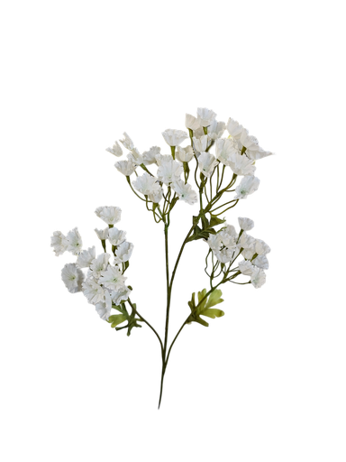 ورد چپسۆفیل