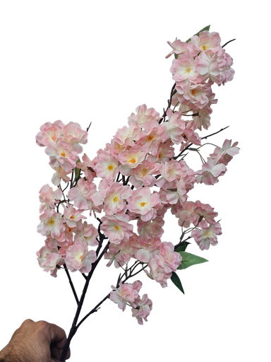 peach blossom branch