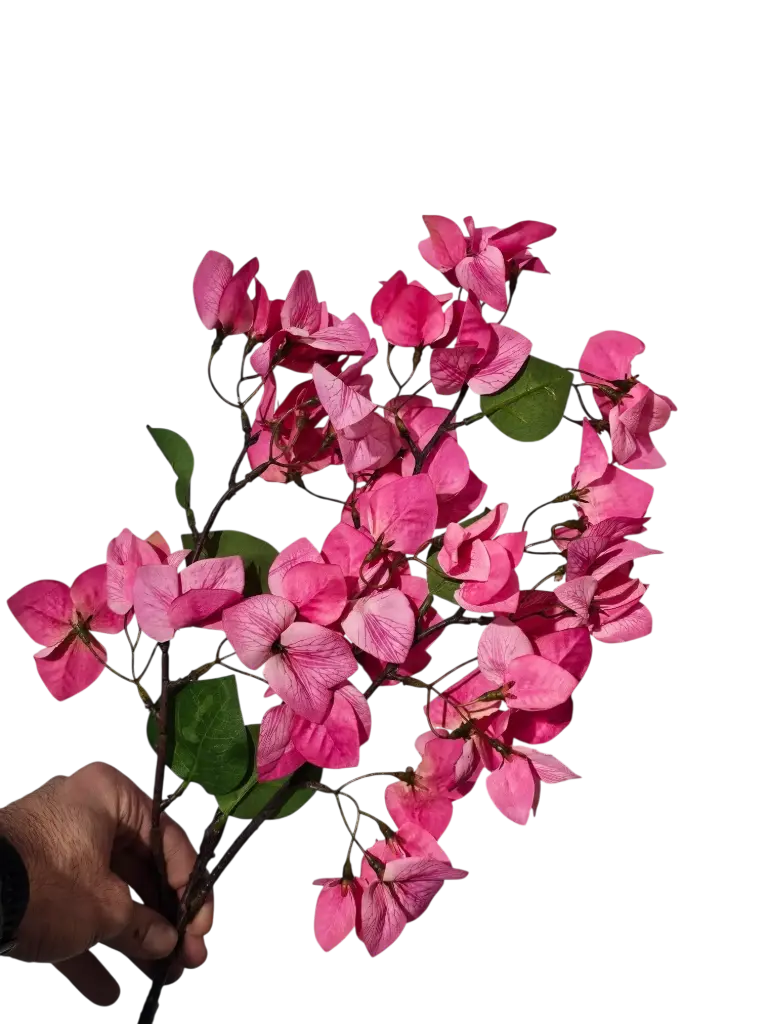 bougainvillea