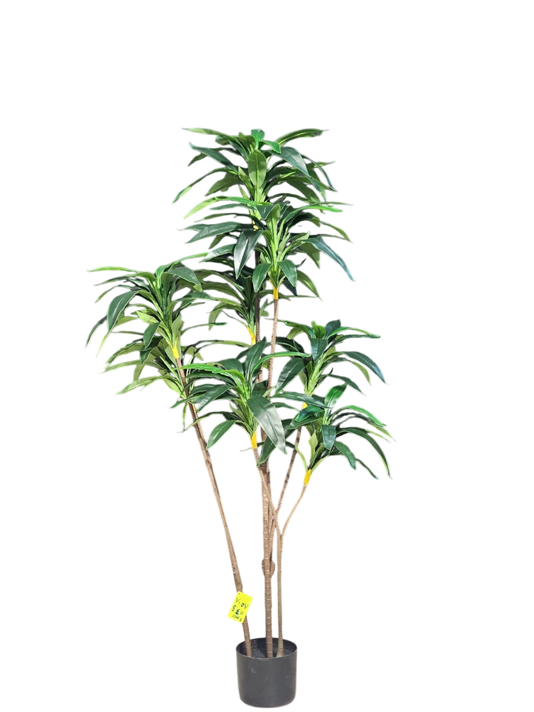 Dracaena Tree 160Cm