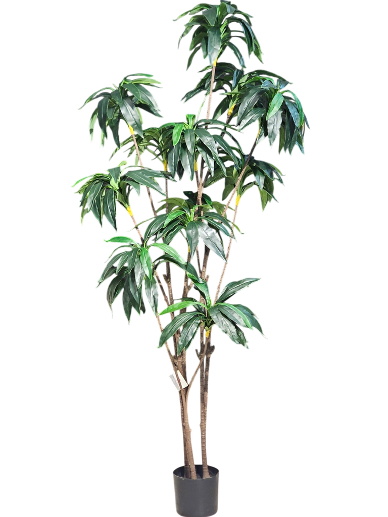 Dracaena Tree 220Cm