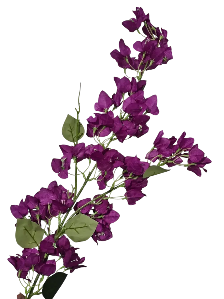 bougainvelia