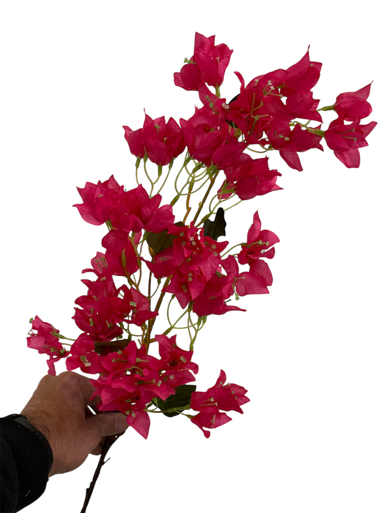 bougainvelia