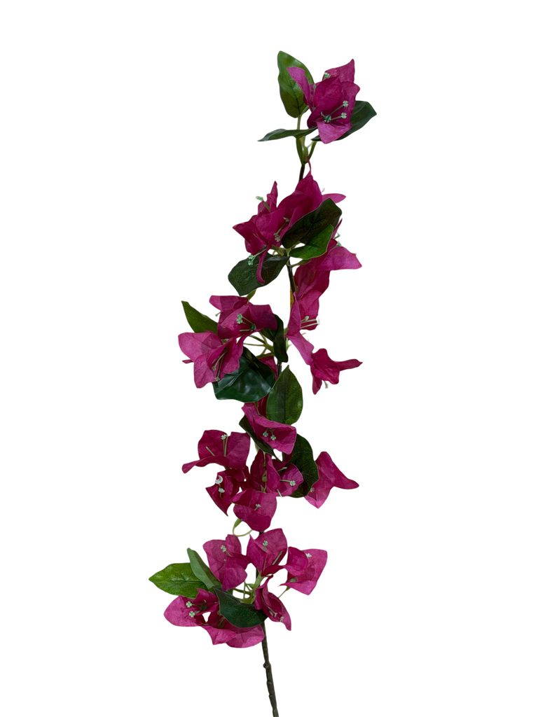 small bougainvelia