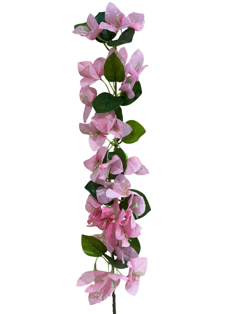 small bougainvelia