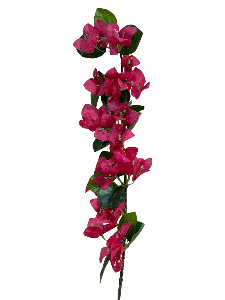 small bougainvelia