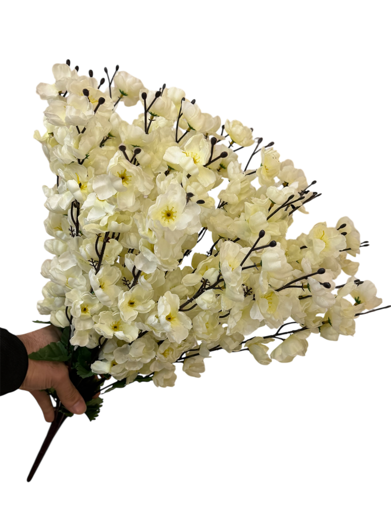 گوڵی گێلاس