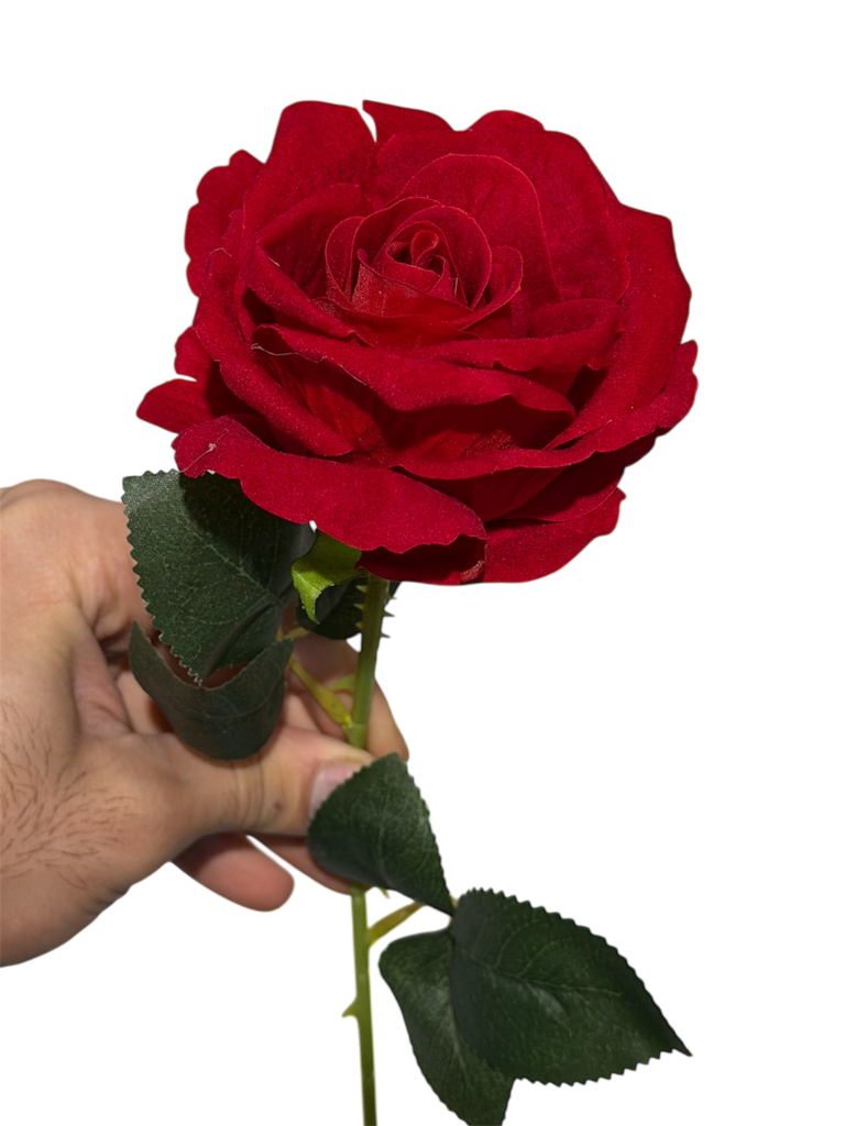 گوڵەباخی سوور