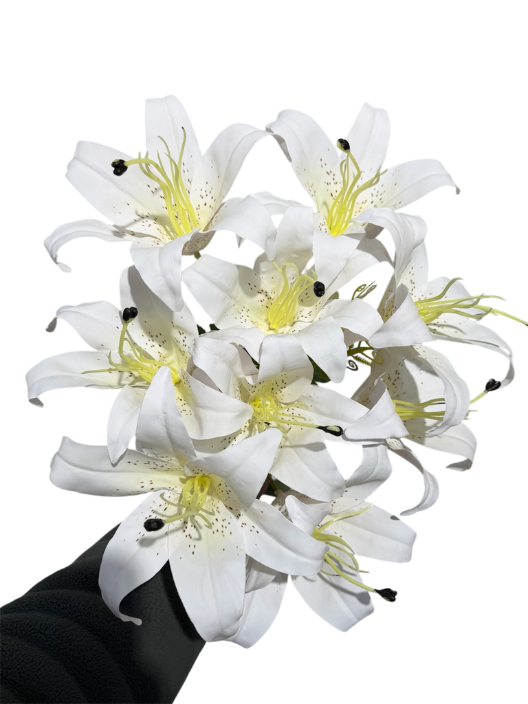 lilium