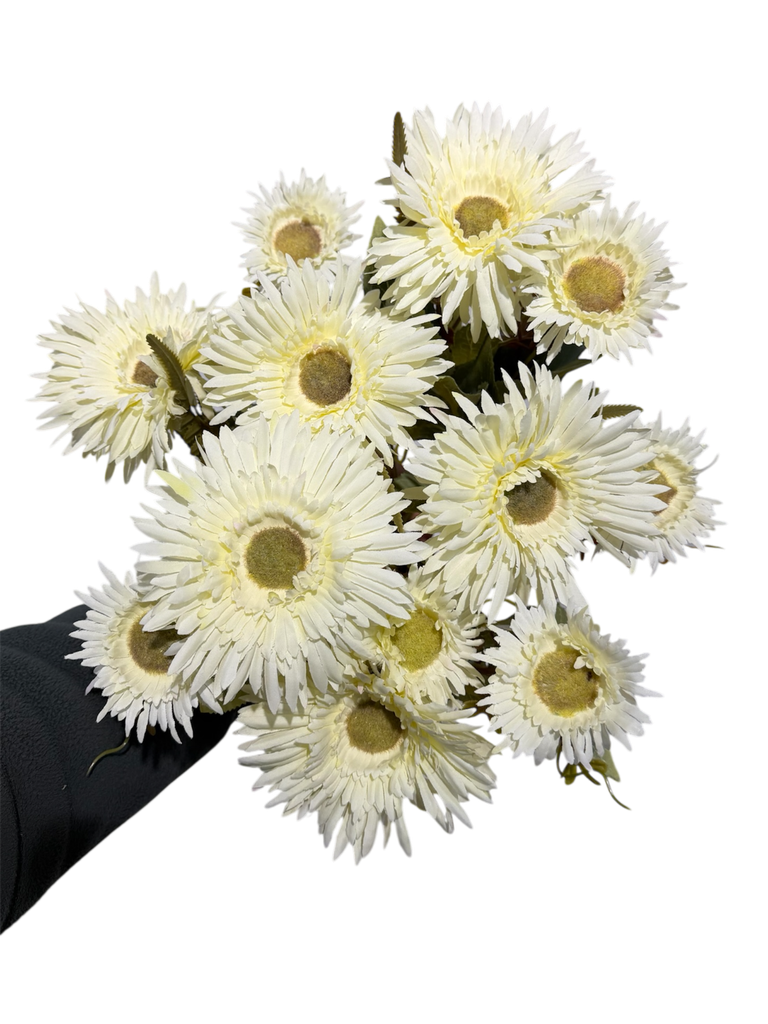 Daisy White
