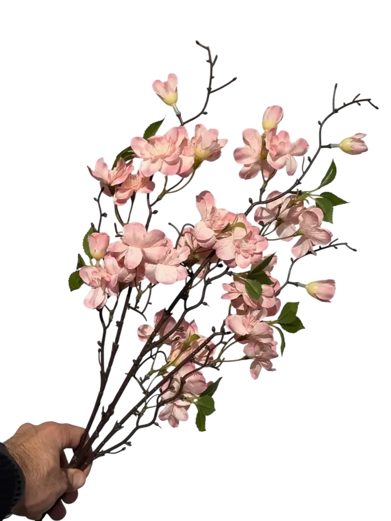 گوڵی گێلاسی پەمبە