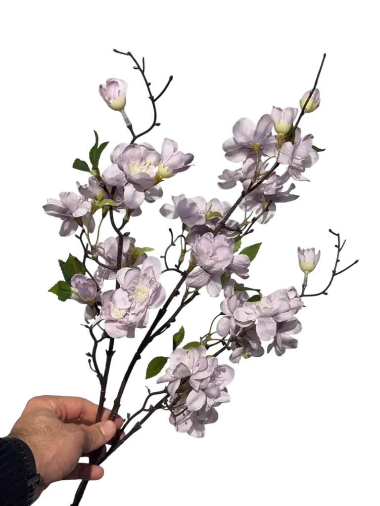 گوڵی گێلاسی مۆر