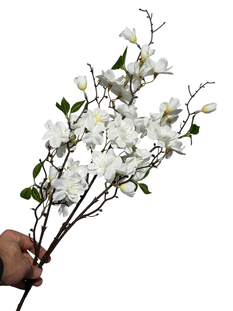 گوڵی گێلاسی سپی