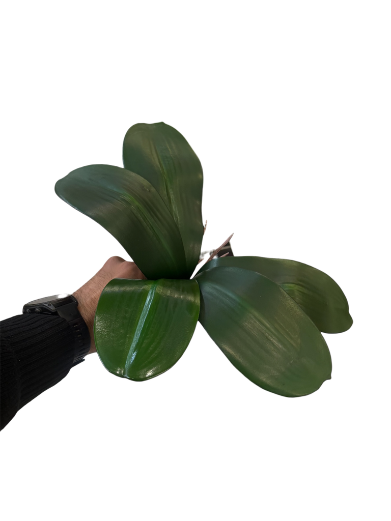 Orchid Leaf