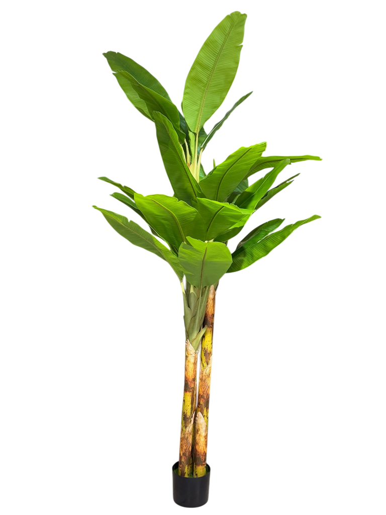 شجرة الموز بطول 270 سم