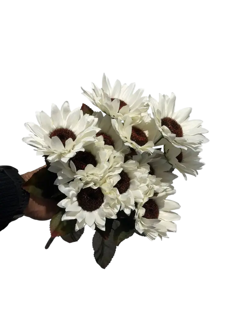 چەپکی گوڵەبەڕۆژە ئۆفوایت