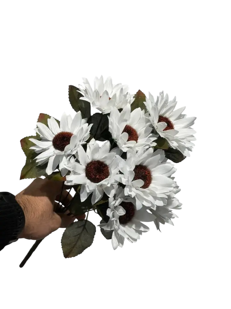 چەپکی گوڵەبەڕۆژە سپی