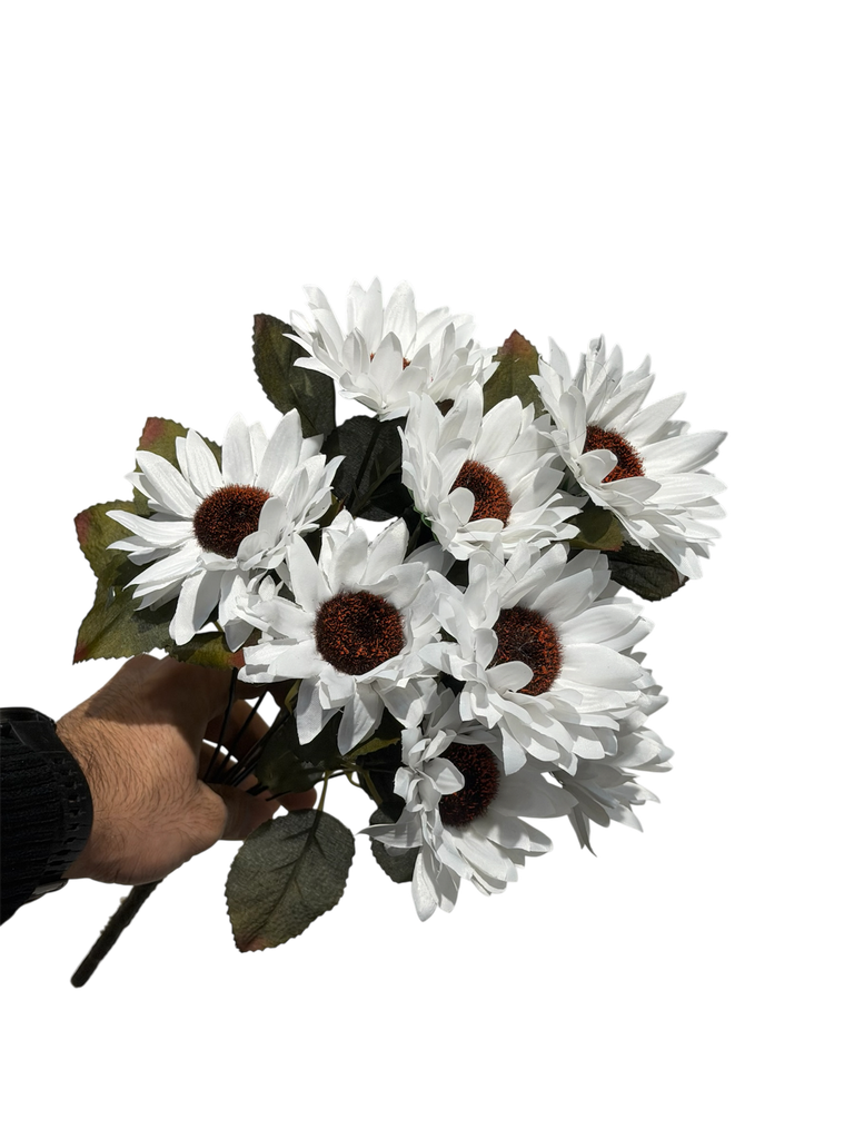 white sunflower