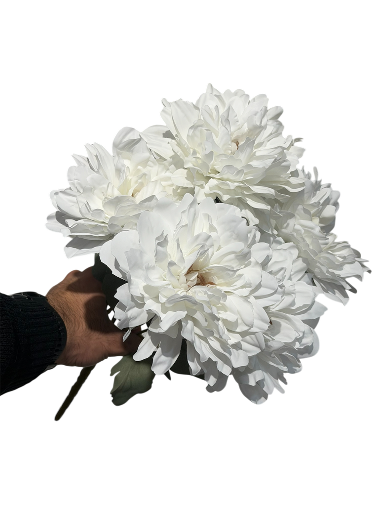 زهرة الجربيرة البيضاء