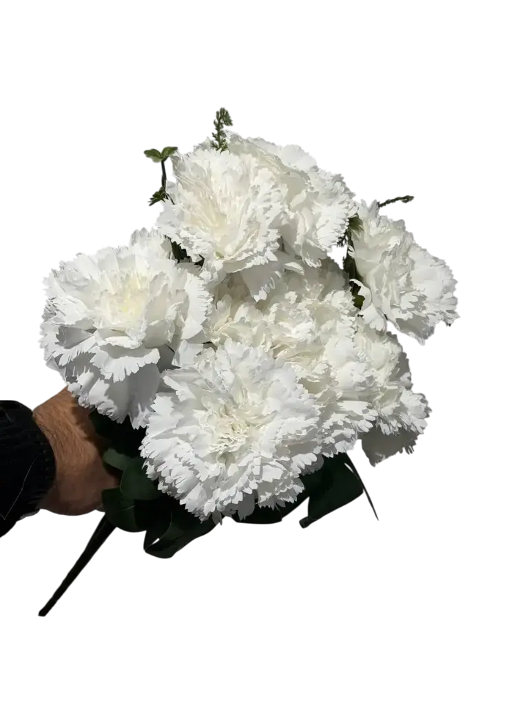 white carnation flower