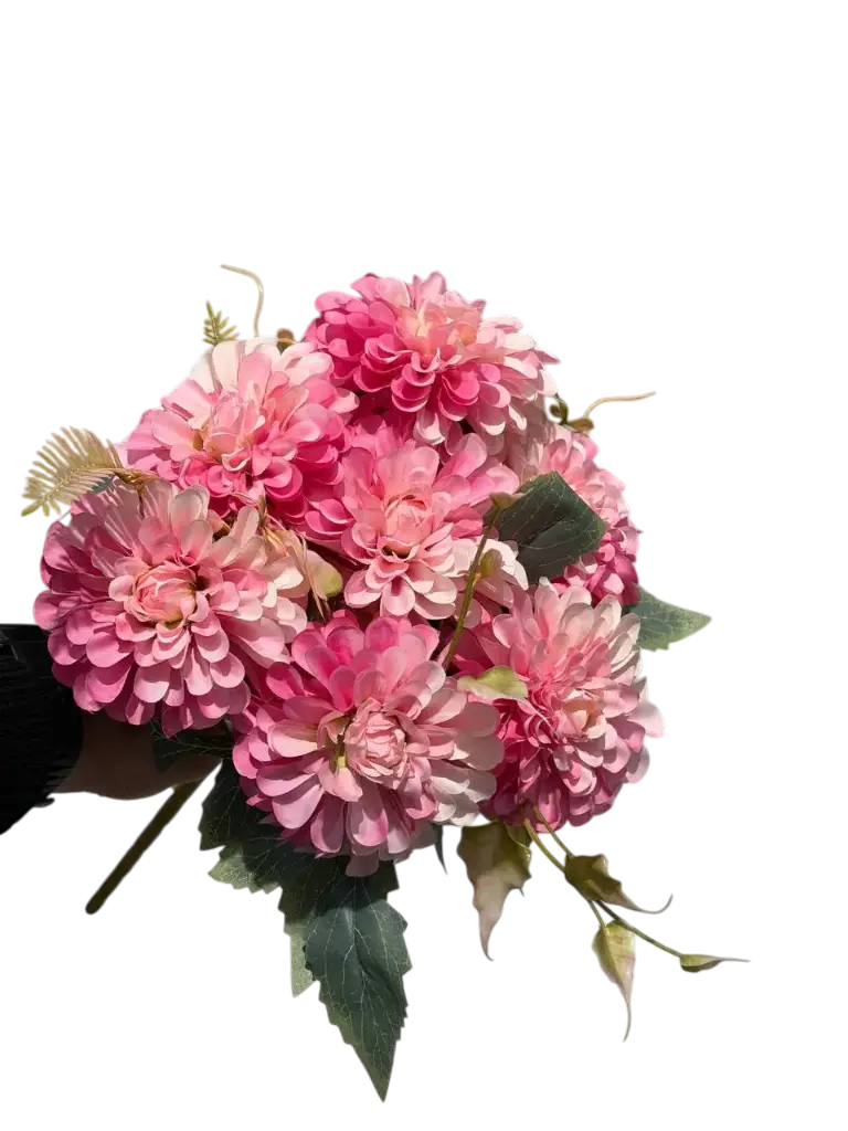 pink carnation flower
