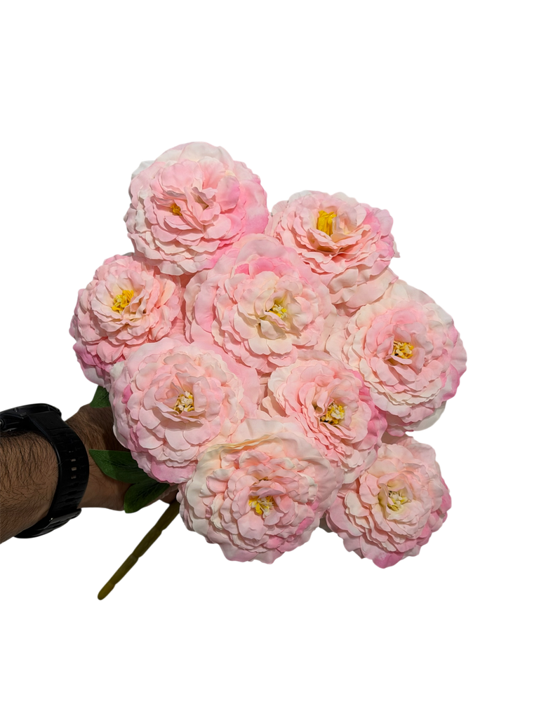 pink carnation flower