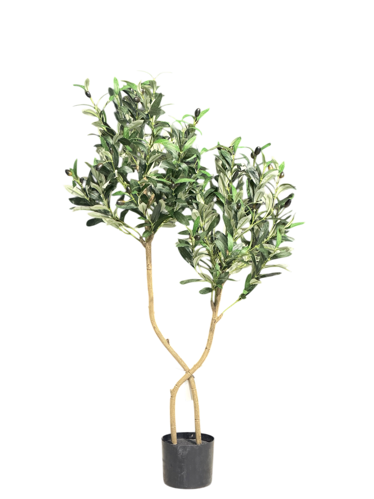 olive tree 120 cm