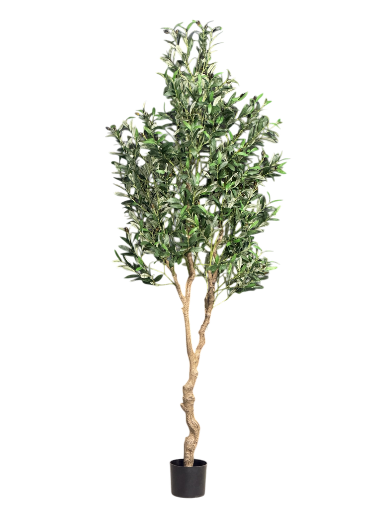 داری زەیتوون 210 سم