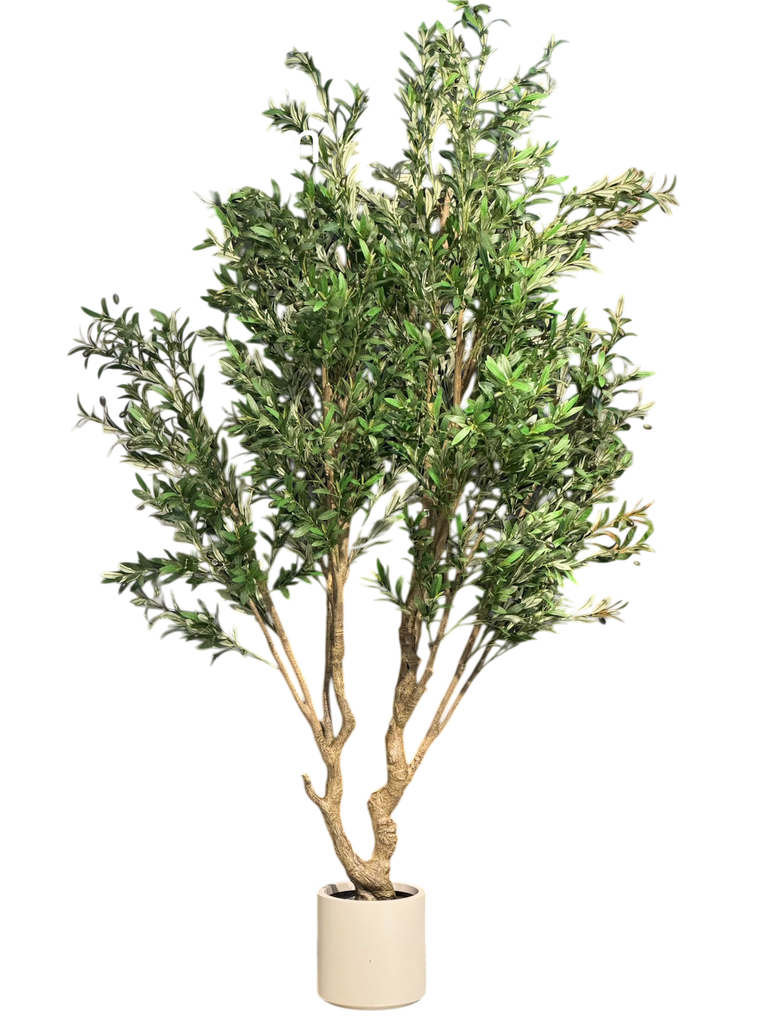 olive tree 180cm