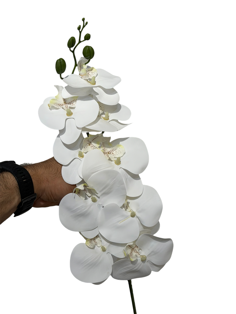 white orchid