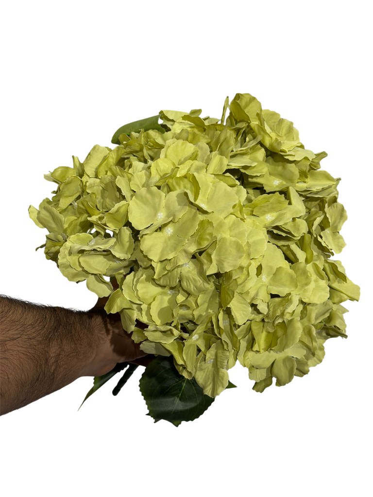 Green Hydrangea