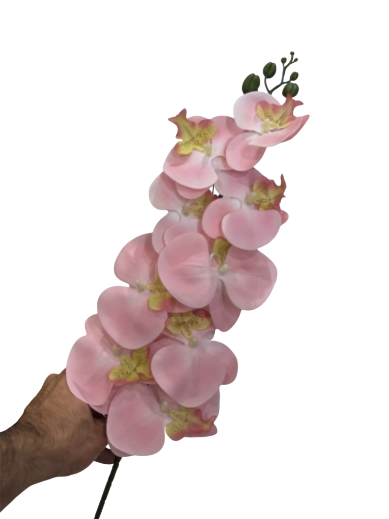 Pink Orchid