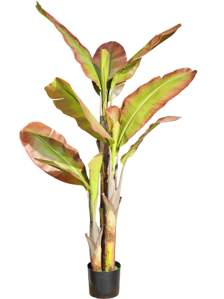 Red Banana Tree 180Cm