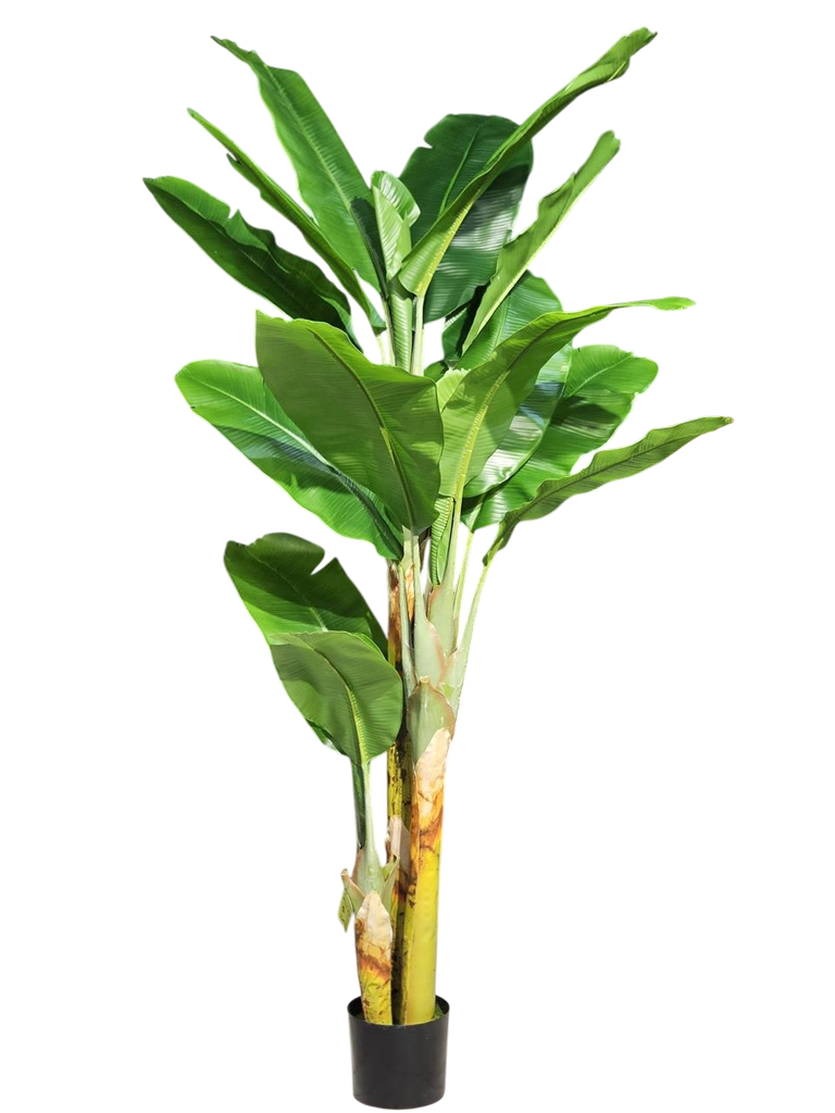 داری مۆز 200 سم