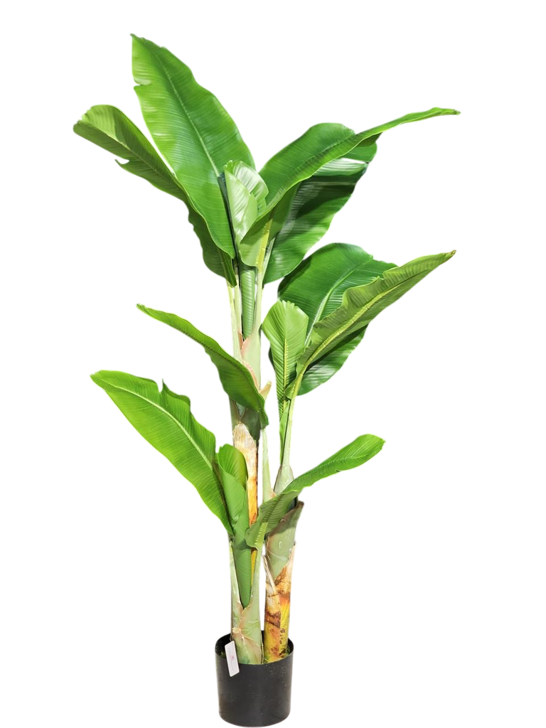  Banana Tree 160Cm