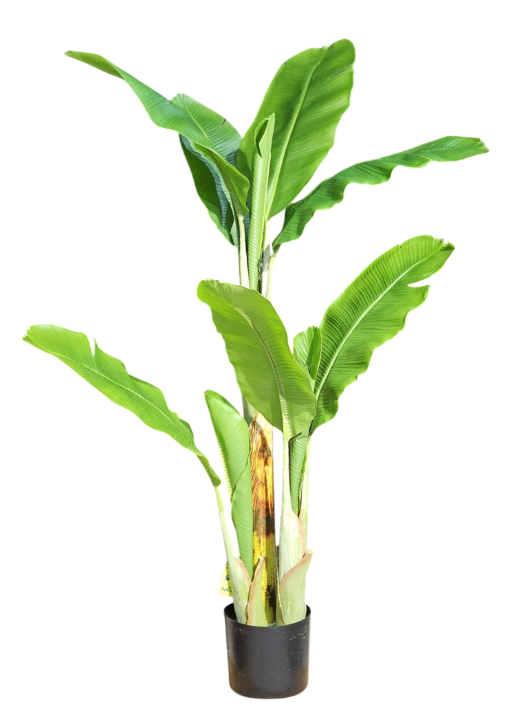  Banana Tree 150cm