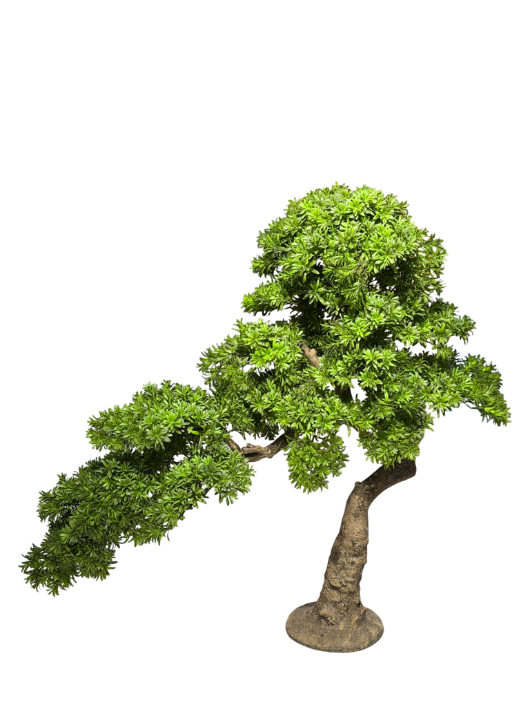 bonsai tree
