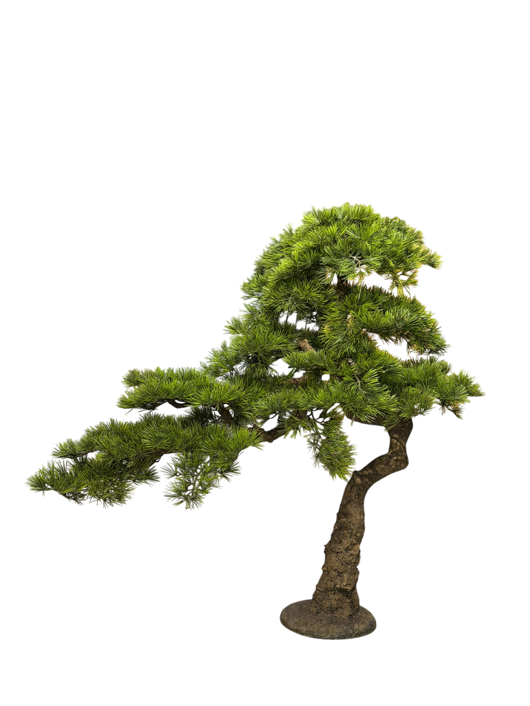 bonsai tree