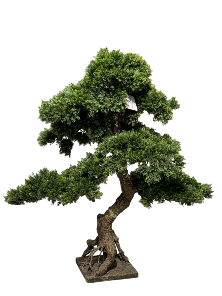 bonsai tree