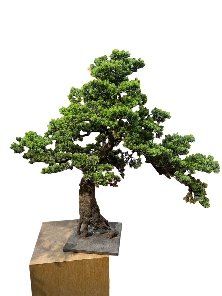 bonsai tree