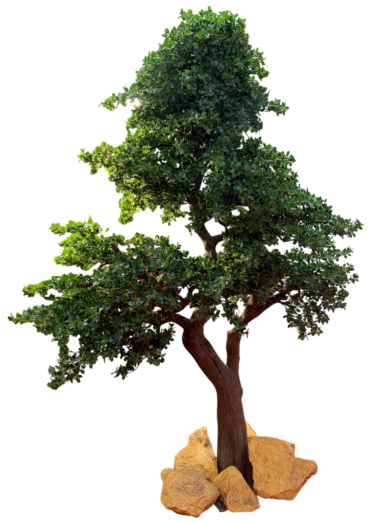 bonsai tree