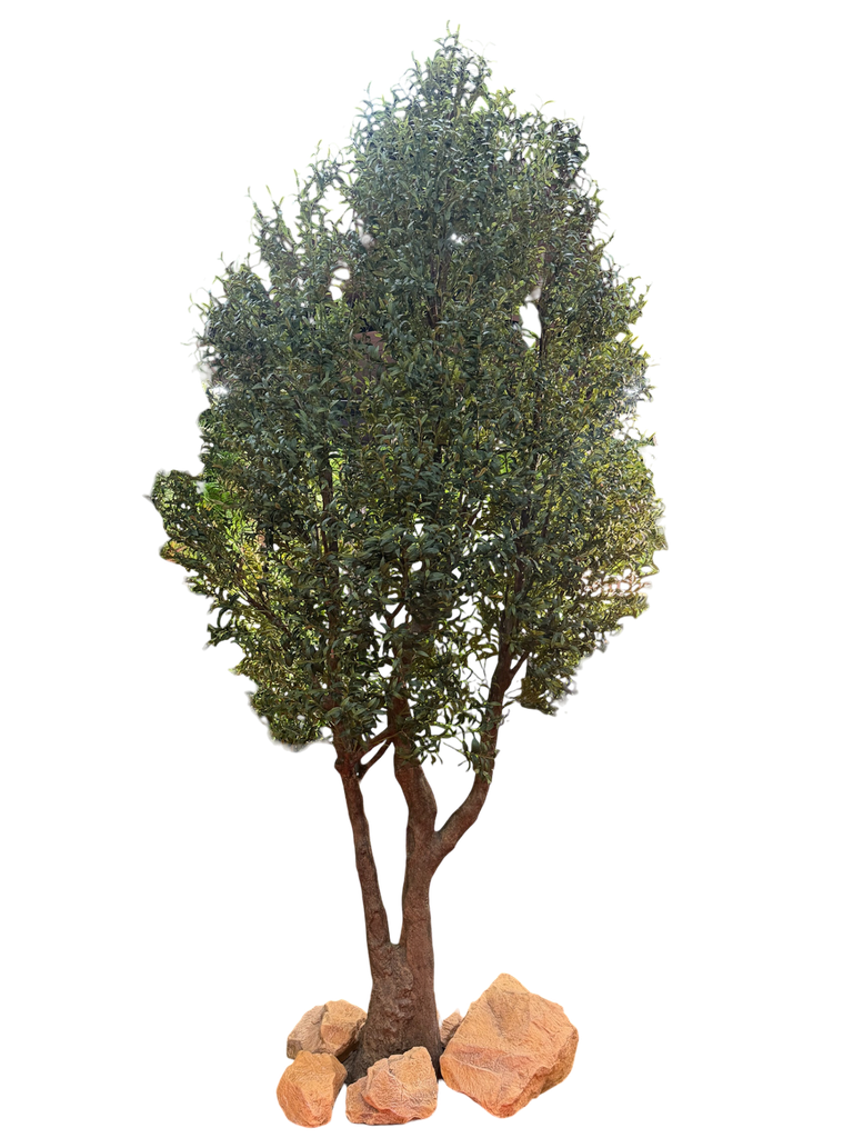 olive tree